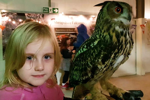 Owl Flying and Handling Experience at Shropshire Falconry