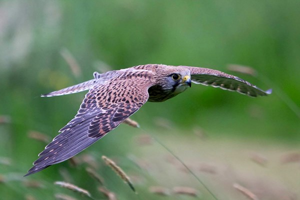 Hawk Walk with Afternoon Tea at Shropshire Falconry