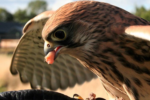 Falconer for a Day with Lunch at Shropshire Falconry