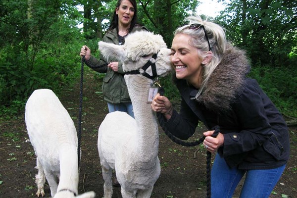 Alpaca Walk with Sparkling Afternoon Tea for Two with Charnwood Forest Alpacas