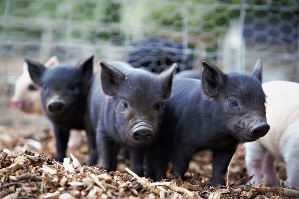 Pig Enthusiast Experience for Two at Kew Little Pigs