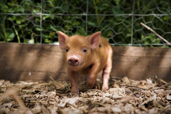 Piggy Pet and Play for Two at Kew Little Pigs