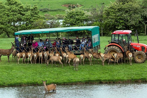 Family Day on The Farm with a Deer Safari at Snettisham Park