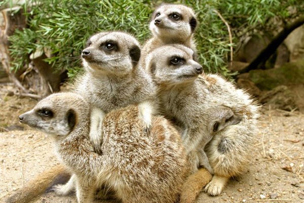 Meerkat Encounter at Drusillas Zoo Park for One