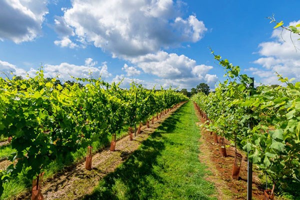 Vineyard Tour with Wine Tasting for Two at Kingscote Estate