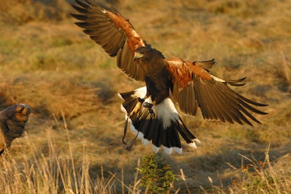 Hawk Walk in Derbyshire with BB Falconry