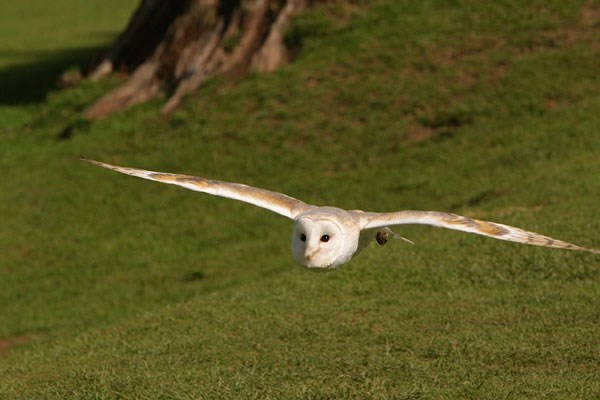 Owl Encounter in Derbyshire with BB Falconry