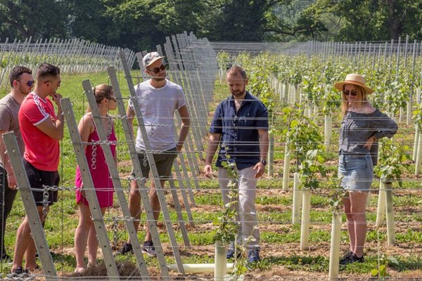 Vineyard Tour and Tasting Experience for Two at Hidden Spring Vineyard