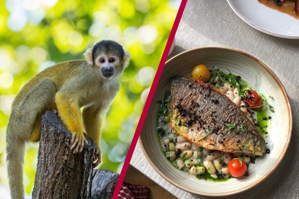 Buy Three Course Meal for Two at Gordon Ramsay's York and Albany and London Zoo Buy Three Course Meal for Two at Gordon Ramsay's York and Albany and London Zoo