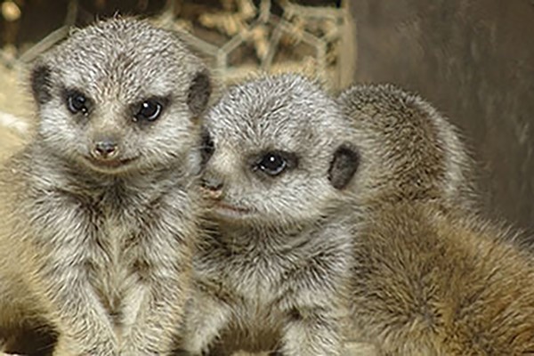 Meerkat Encounter for Two in Lincolnshire