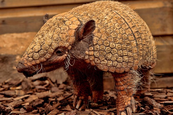 Exotic Zoo Entry And A 30 Minute Armadillo Experience For Two From Buyagift