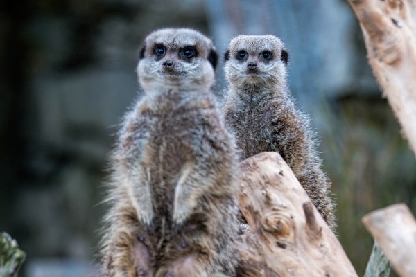 Welsh Mountain Zoo Entry and Meerkat Experience for Two