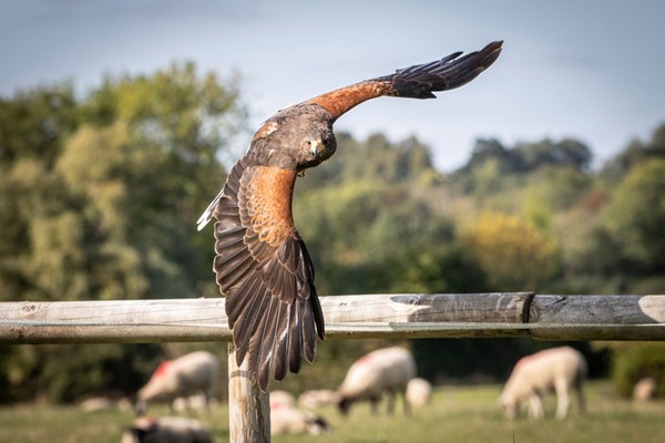 Introduction to Birds of Prey with BB Falconry for One