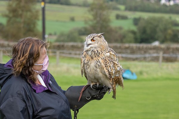Birds of Prey Experience for One at SMJ Falconry