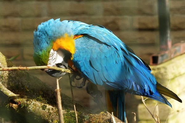 Entry for Two Adults to Beale Wildlife Park and Gardens