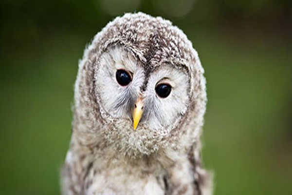 Owl Encounter for Two