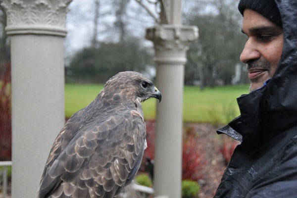 Birds of prey experiences in Wales, Things to do