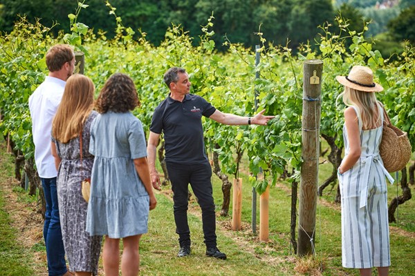 Vineyard Tour with Wine Tasting at Chapel Down Winery for Two