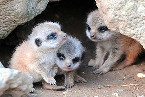 Meet the Meerkats Experience for a Family of Four  picture