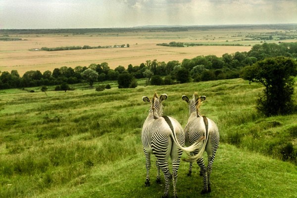 Port Lympne Reserve Entry Tickets and Truck Safari for Two Adults with Digital Animal Adoption Pack
