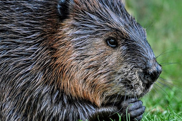 Capybara and Beaver Close Encounter Experience for Two at Drusillas Park Zoo