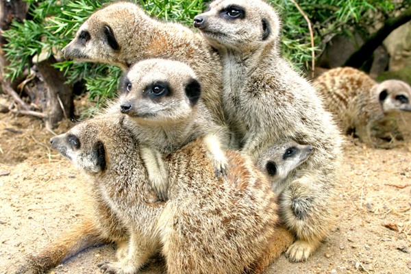 Meerkat Close Encounter Experience for Two at Drusillas Park Zoo 