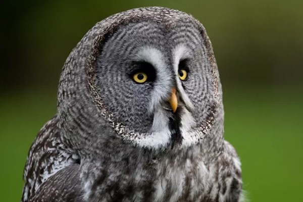 The Owl Experience for Two with the UK Owl and Raptor Centre