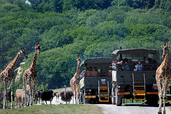 A Visit to Port Lympne Reserve, Truck Safari and Afternoon Tea for Two 