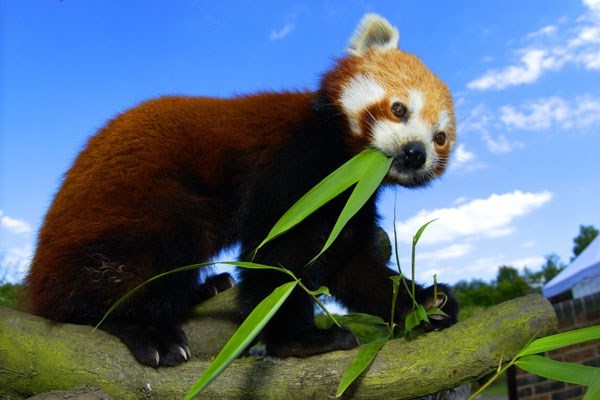 https://images.buyagift.co.uk/common/client/Images/Product/Extralarge/en-GB/Red-Panda--227.jpg