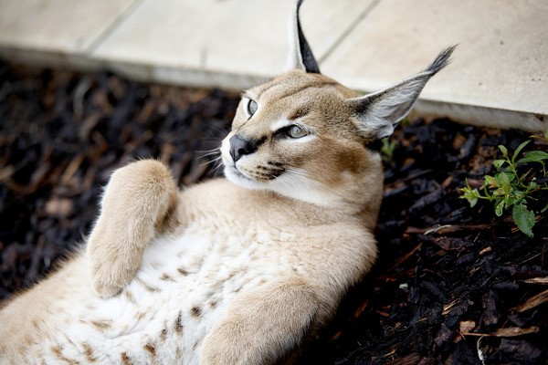 Entry for One Adult and One Child to Hoo Zoo and Dinosaur World picture