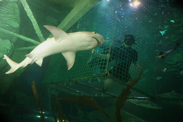 Snorkelling with Sharks for One at SEA LIFE Blackpool