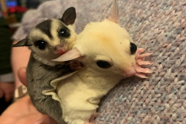 Meet Sugar Gliders for Two with The Animal Experience