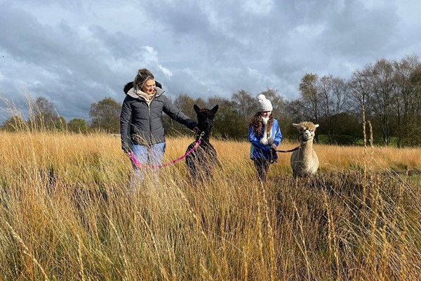 60-minute Walk with Alpacas in the Wetley Moors for Two