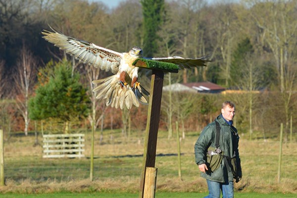 Hawk Walk and Flying Experience for Two at Willows Bird of Prey Centre