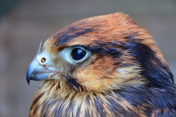 The British Bird of Prey of Centre