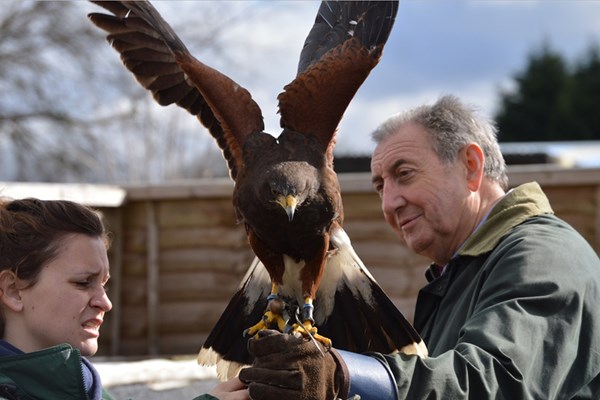 Introduction to Falconry for Two at Willows Bird of Prey Centre