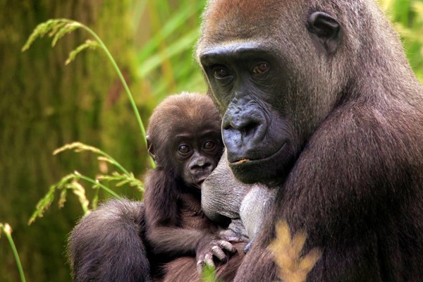 Entry to London Zoo for One Adult and One Child