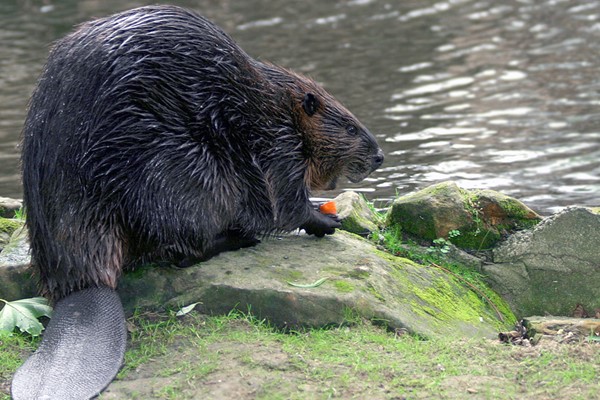 Capybara and Beaver Close Encounter Experience for One at Drusillas Park Zoo