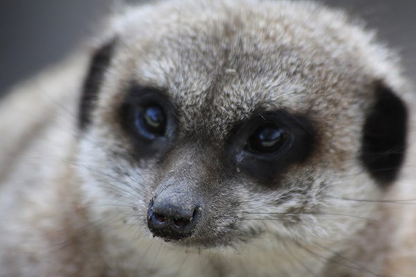 Animal Keeper Experience for Two at Lakeland Wildlife Oasis