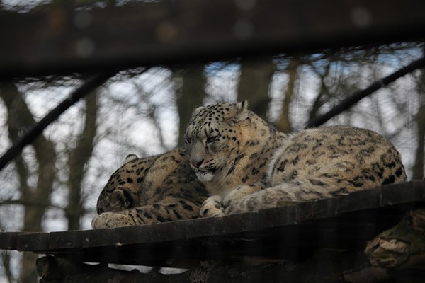 Meet the Carnivores for Two with Lunch at Lakeland Wildlife Oasis