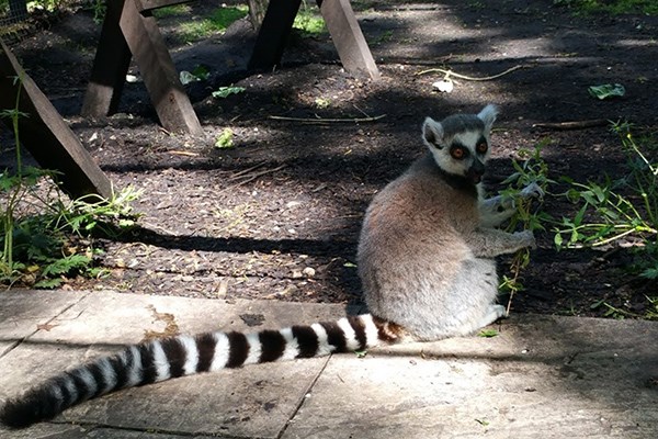 Lemur Holding a Bit of Grass at Lakeland Wildlife Oasis, Lake District