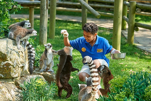 Lemur Close Encounter Experience at Drusillas Park Zoo for One