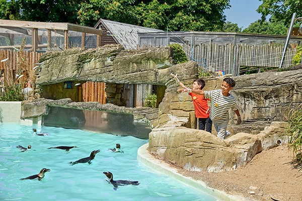 Penguin Close Encounter Experience for Two at Drusillas Park Zoo