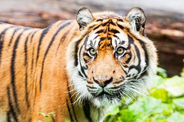 Entry to London Zoo for Two and a Two Course Meal at a Gordon Ramsay ...