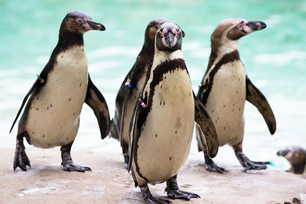 Entry to London Zoo for Two and a Two Course Meal at a Gordon Ramsay ...