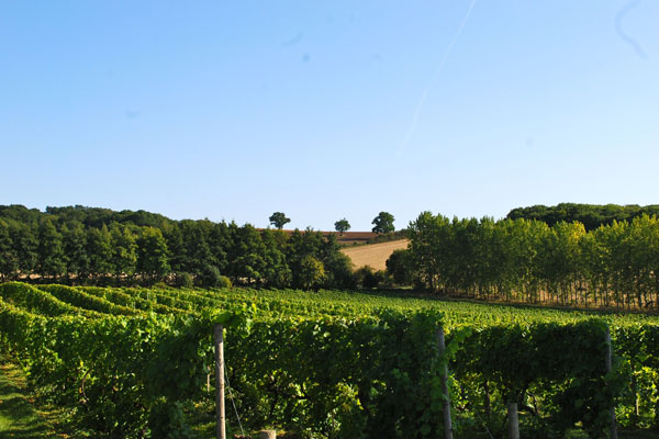 Vineyard Tour and Tasting with Lunch or Afternoon Tea for Two