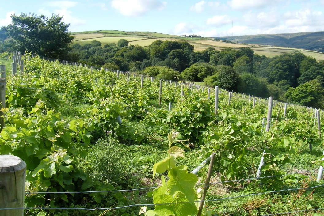 British Vineyard Tour and Tasting with Lunch for Two at Holmfirth Vineyard
