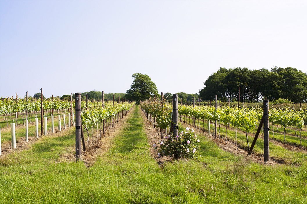 Guided Tour with Wine Tasting for Two at Downsview Vineyard