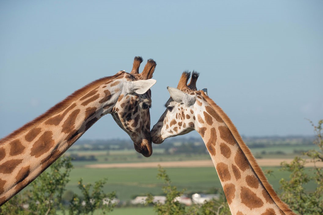 Safari Park Entry