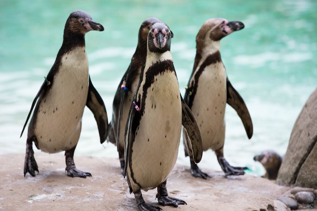 Entry to London Zoo for One Adult